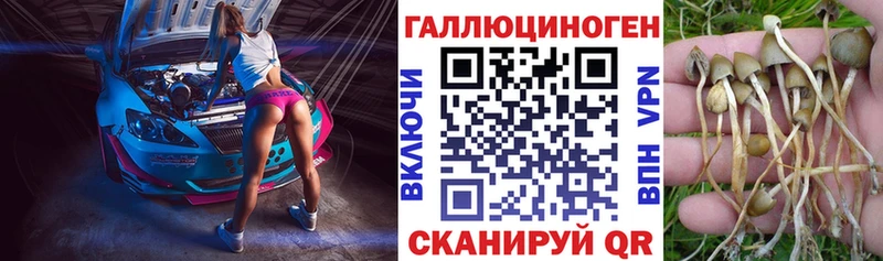 Псилоцибиновые грибы Cubensis  Купить закладки  Могоча 